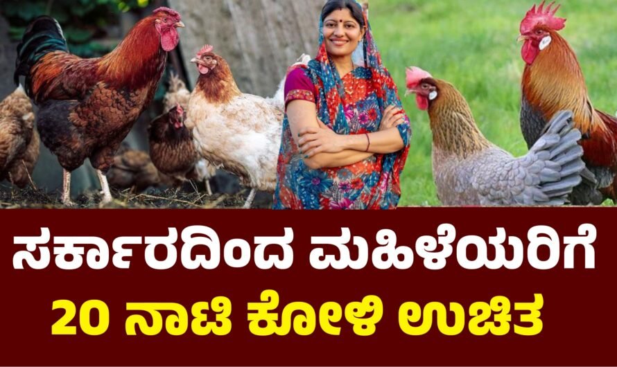 Koli ಮಹಿಳೆಯರಿಗೆ 20 ಉಚಿತ ನಾಟಿ ಕೋಳಿ ವಿತರಣೆ.!